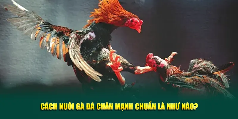 Cách nuôi gà đá chân mạnh chuẩn là như nào?