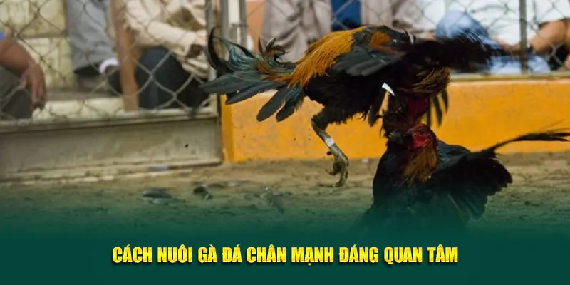 Cách nuôi gà đá chân mạnh đáng quan tâm