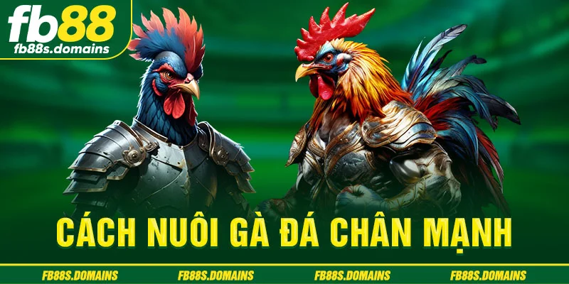 Cách nuôi gà đá chân mạnh