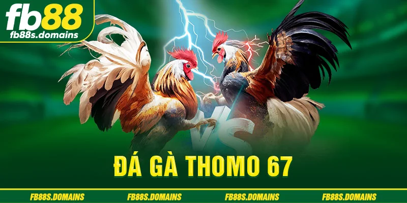 Đá gà Thomo 67