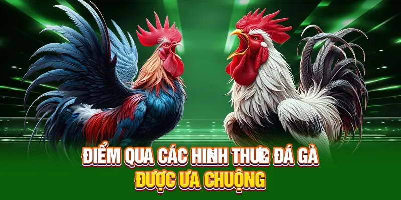Điểm qua các hình thức đá gà được ưa chuộng