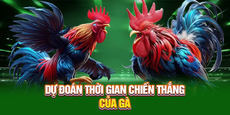 Dự đoán thời gian chiến thắng của gà