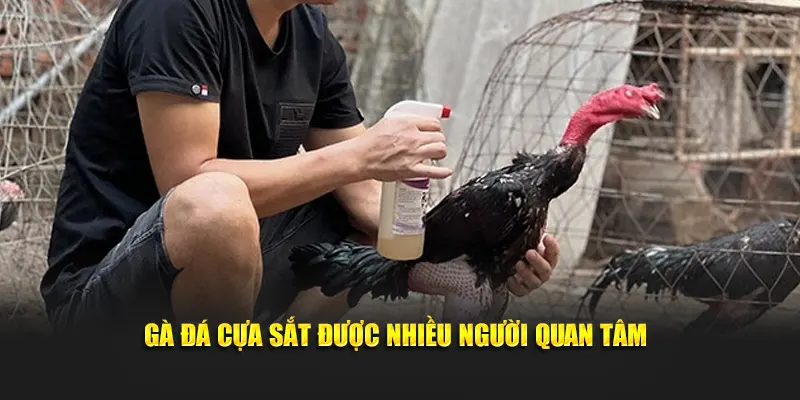 Gà đá cựa sắt được nhiều người quan tâm