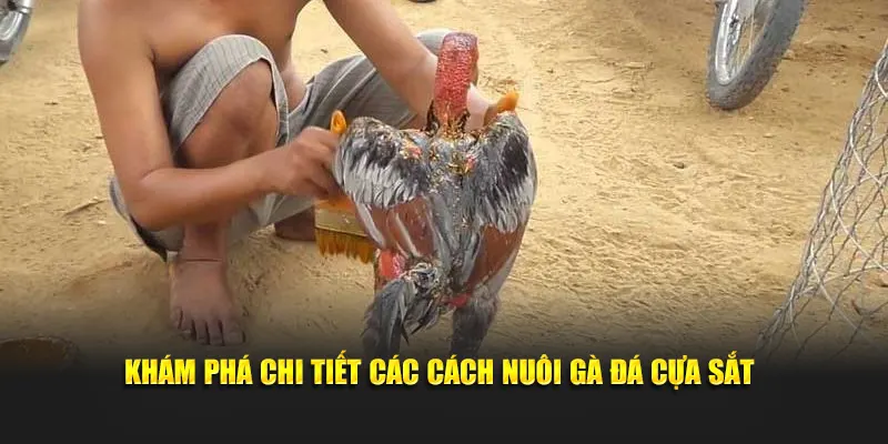 Khám phá chi tiết các cách nuôi gà đá cựa sắt