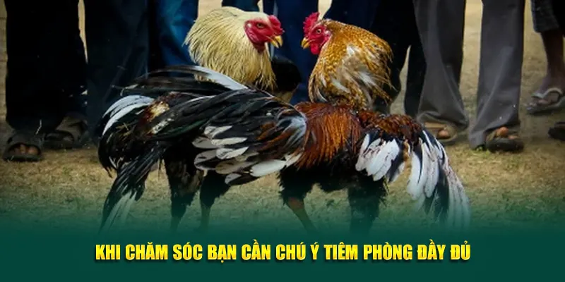 Khi chăm sóc bạn cần chú ý tiêm phòng đầy đủ