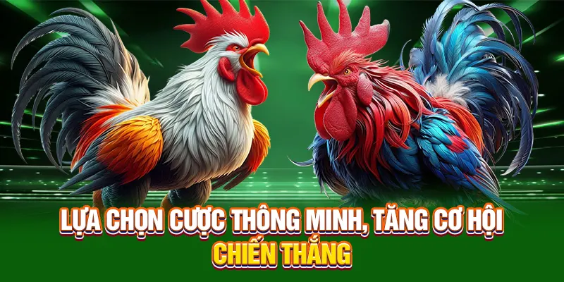 Lựa chọn cược thông minh, tăng cơ hội chiến thắng