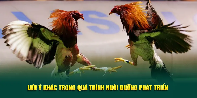 Lưu ý khác trong quá trình nuôi dưỡng phát triển
