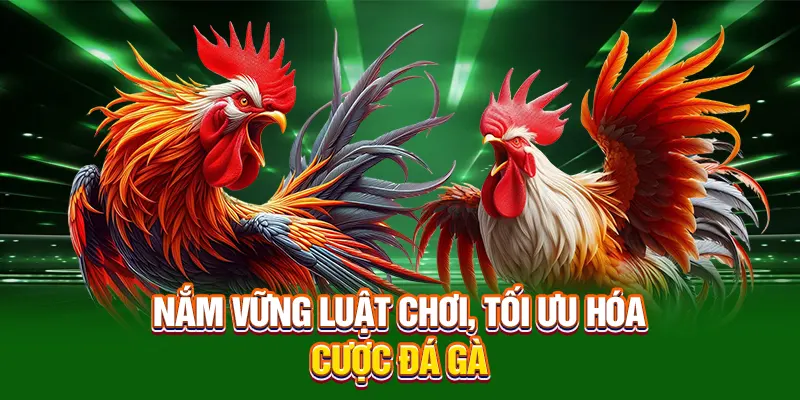 Nắm vững luật chơi, tối ưu hóa cược đá gà