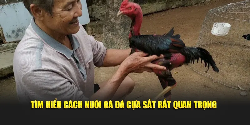 Tìm hiểu cách nuôi gà đá cựa sắt rất quan trọng